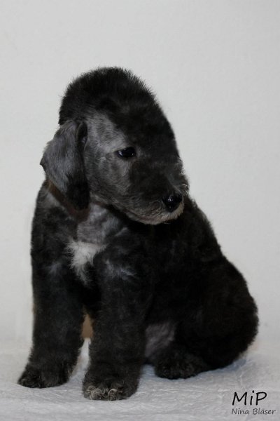 Dandy Buksi Happy Sheep (2).jpg